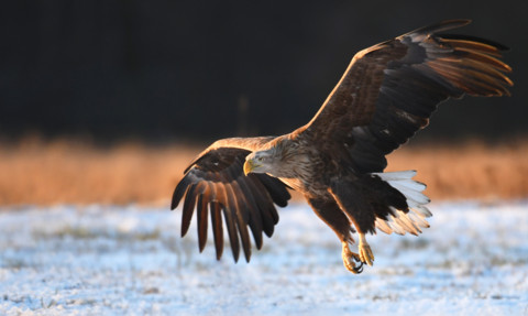 White-tailed eagle in flight