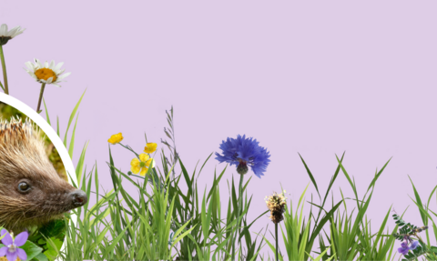 Homes for hedgehogs web banner