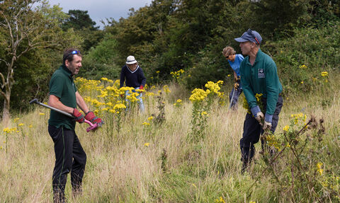 Volunteers removing ragwort