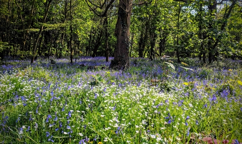Springtime bluebells in the woods