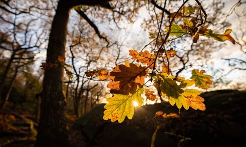 Sunlight shining through brown the last brown oak leaves at the end of a branch in autumn 