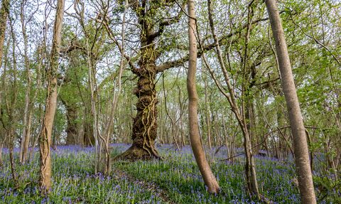 Bluebells carpeting the ground at Dundon Beacon nature reserve