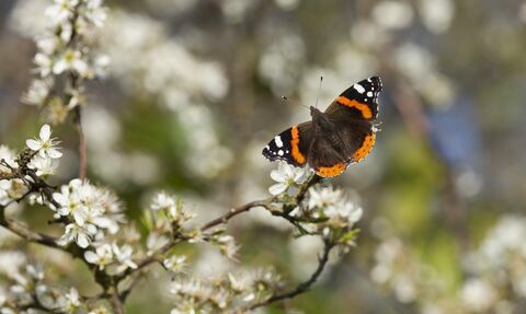 A red admiral butterfly with its characteristic red stripes and white spots on its forewings and red edges to its hindwings, feeding on nectar from white blackthorn blossoms.