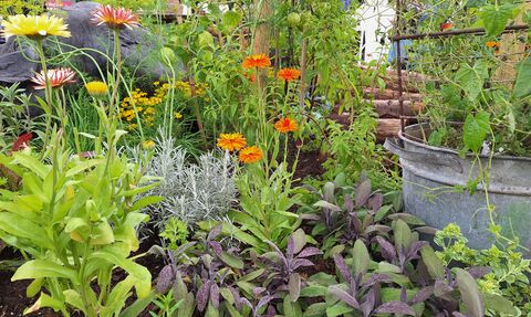 marigold, curry plant and sage in a wild garden