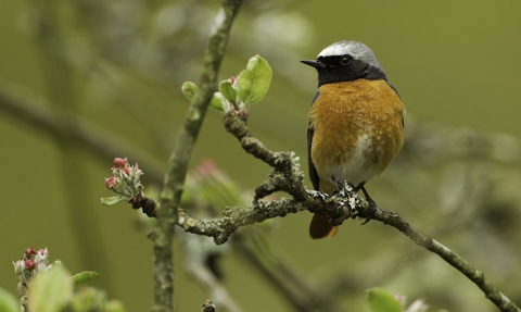 An adult male redstart perched on a twig in a tree which is coming into leaf.