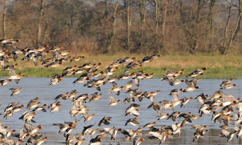 A flock of wigeon at Catcott Lows National Nature Reserve