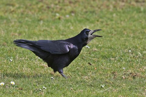 Rook | Somerset Wildlife Trust