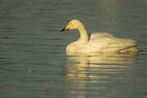 Whooper swan | Somerset Wildlife Trust