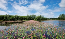 Water lilies Westhay Moor Guy Edwardes