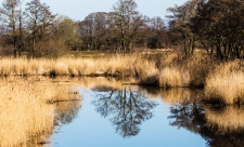 Catcott Nature Reserve