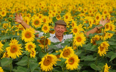 Nicholas stands in a field of sunflowers