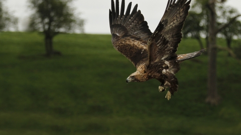 Golden eagle in flight