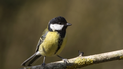 Great tit