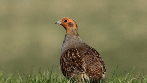 Grey partridge