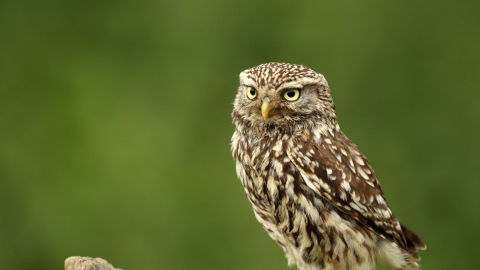 Little owl