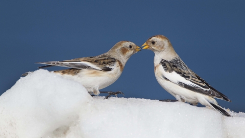 Snow Bunting