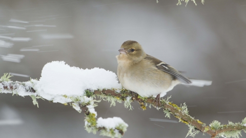 Chaffinch female