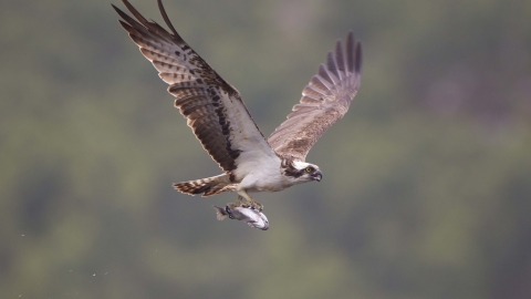 Osprey