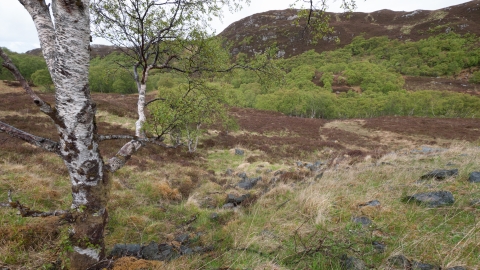 Upland birch wood