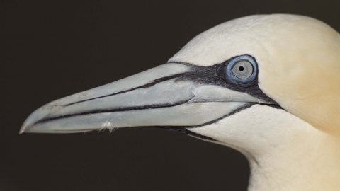 Gannet