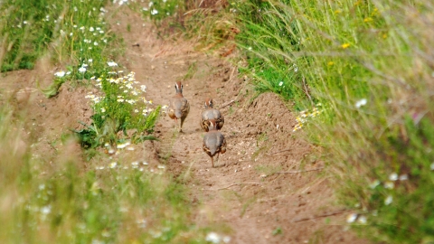 Red-legged partridges