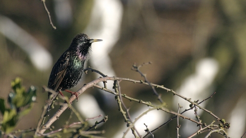 Starling