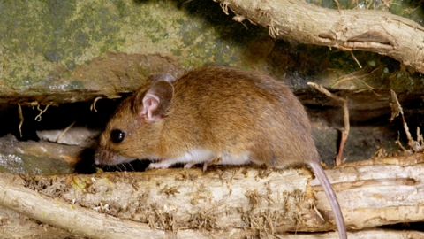 Wood mouse