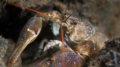 White-clawed Crayfish