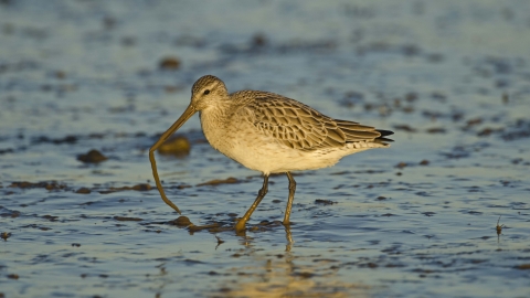 Bar-tailed Godwit