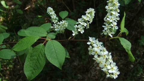 Bird Cherry