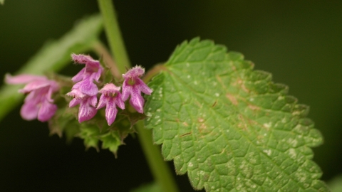 Black Horehound