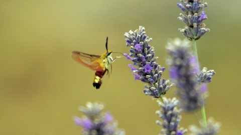 Broad-bordered Bee Hawk-moth