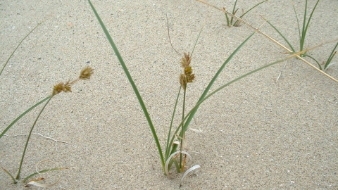 Sand Sedge