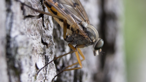 Downlooker Snipefly