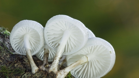 Porcelain Fungus