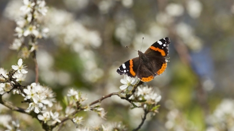 Red Admiral