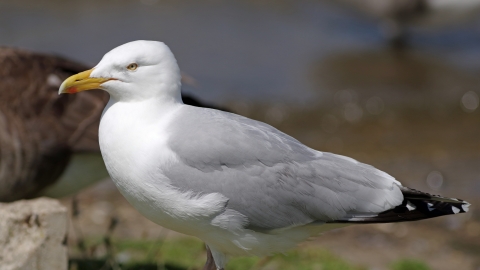 Herring Gull