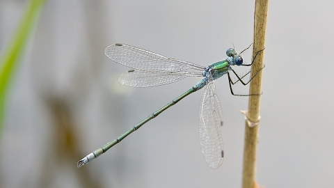 Emerald Damselfly