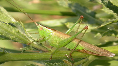 Long-winged Conehead