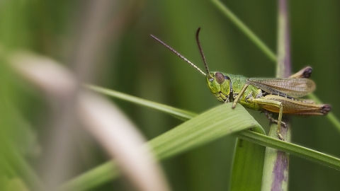 Meadow Grasshopper