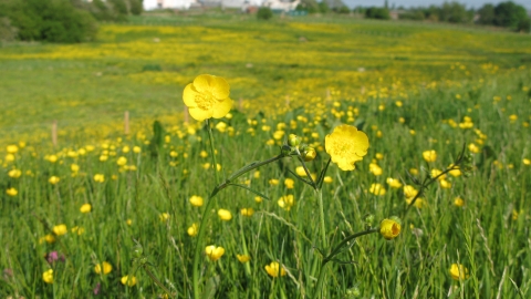 Meadow Buttercup