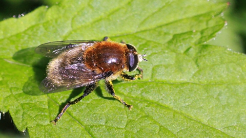 Narcissus Bulb Fly