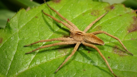 Nursery Web Spider