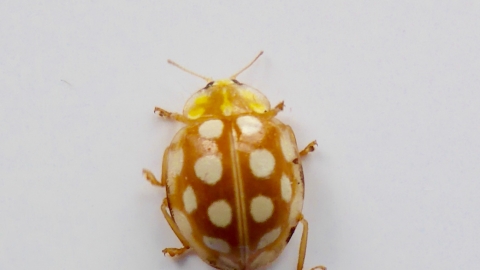 Orange Ladybird