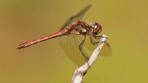 Common Darter male