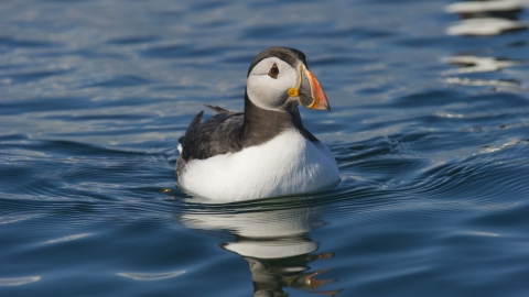 Puffin on water