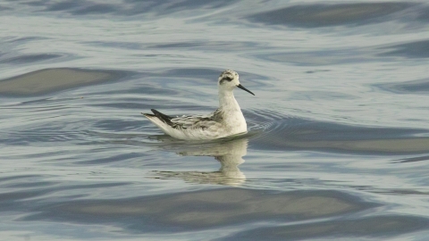 Red-necked Phalarope