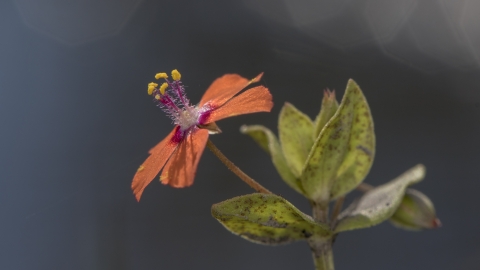 Scarlet Pimpernel