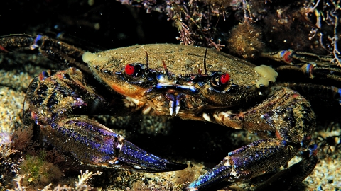 Velvet Swimming Crab