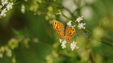 Wall Brown